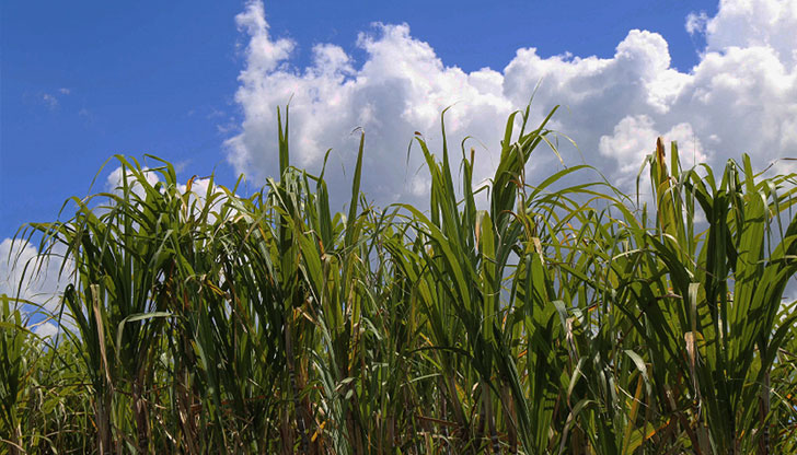 Cadena de Suministro